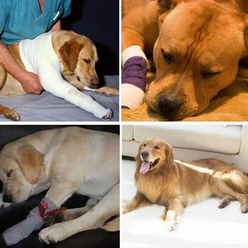 Orthopedic Braces For Dogs